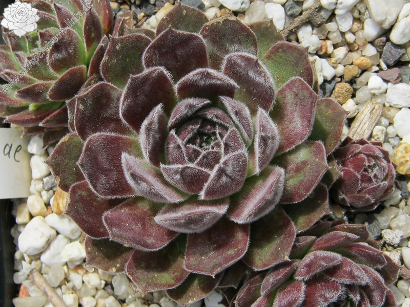Markulinae