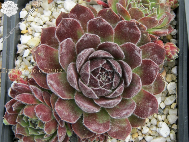 Markulinae