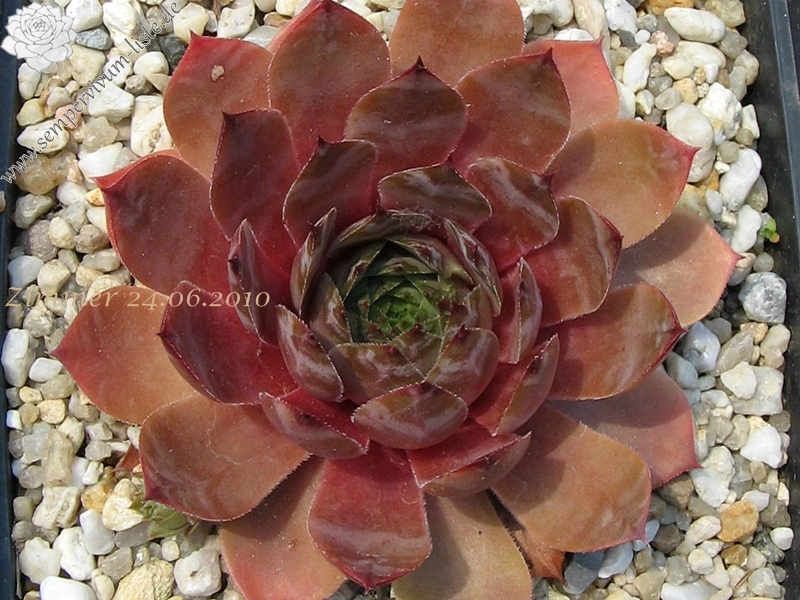 Marsala