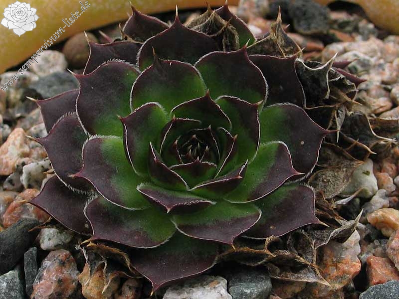 Miller's Violet / Jovi