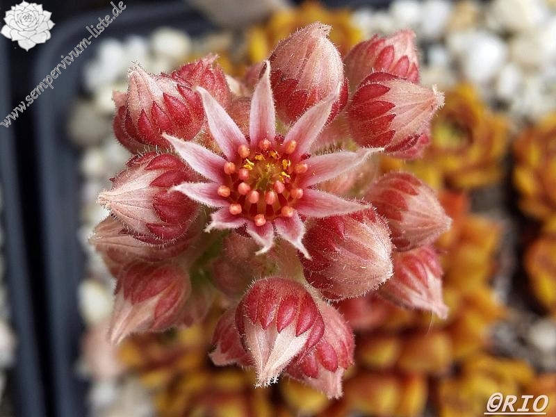 Marland Ruby