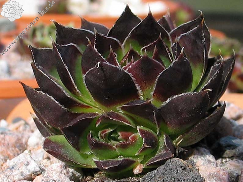 Miller's Violet / Jovi