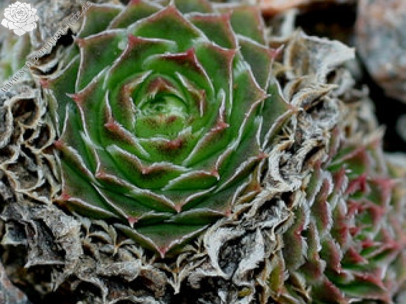 Minuta / Jovi