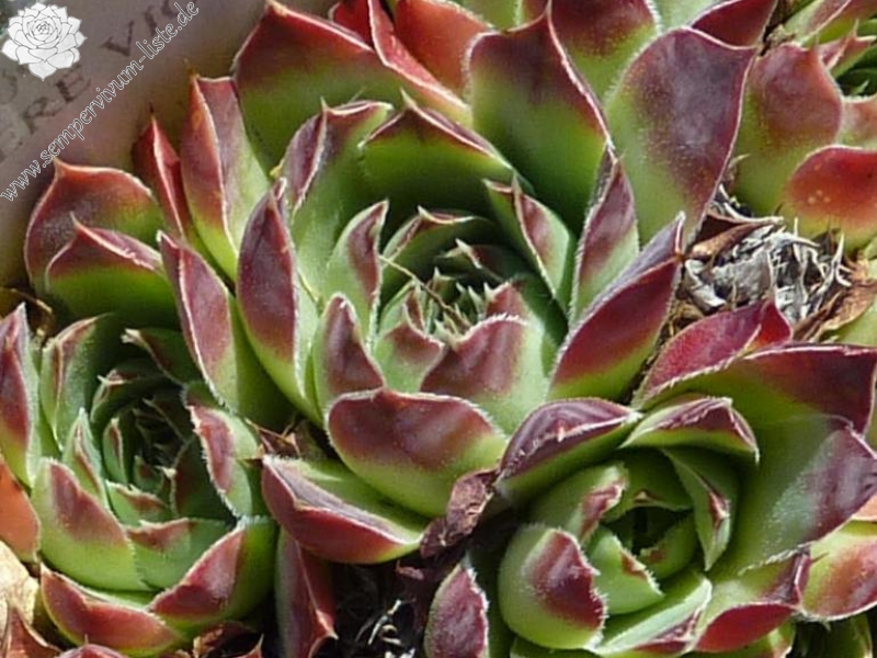 Miller's Violet / Jovi