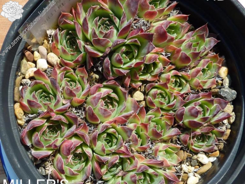 Miller's Violet / Jovi