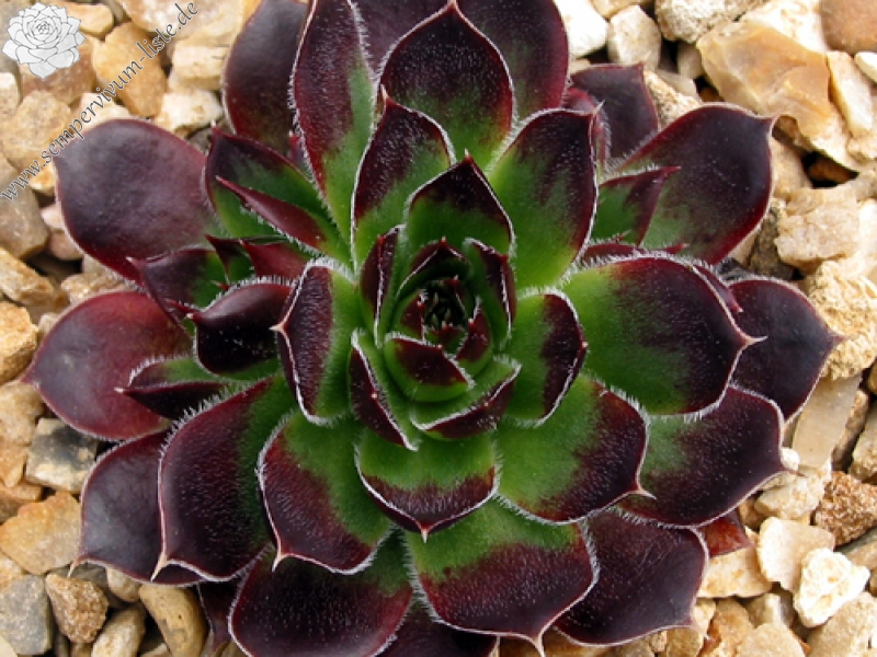 Miller's Violet / Jovi