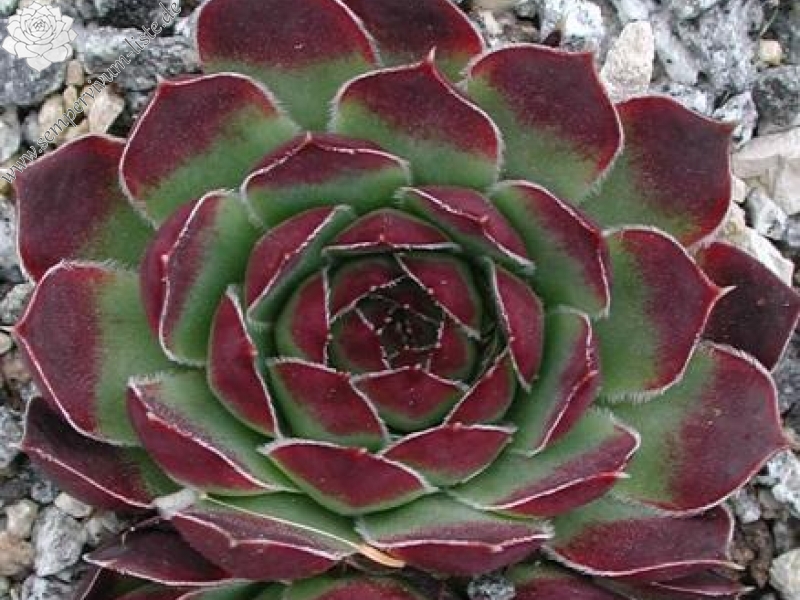 Miller's Violet / Jovi