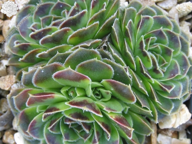Minuta / Jovi