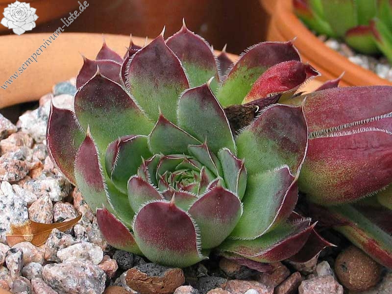 Miller's Violet / Jovi