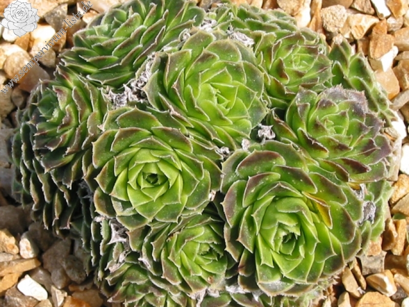 Minuta / Jovi