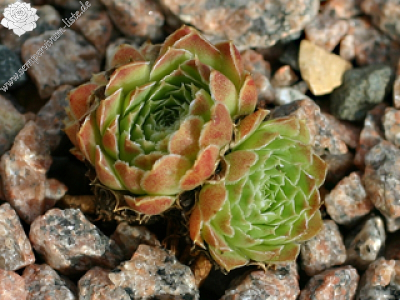 Minuta / Jovi