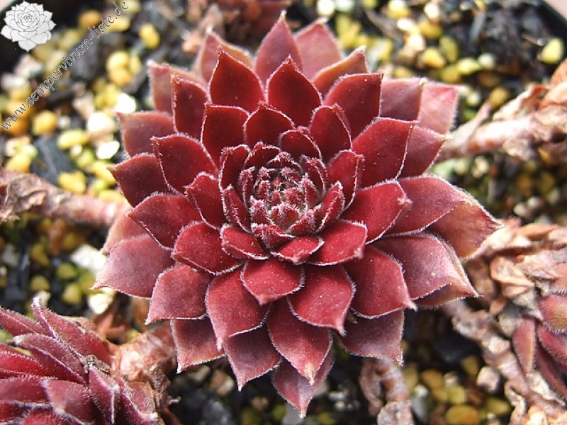 Pacific Charm