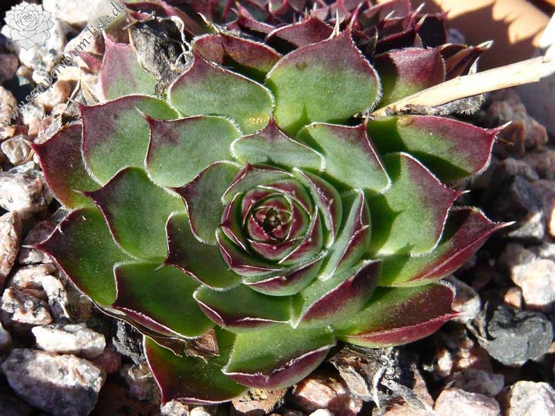 Miller's Violet / Jovi