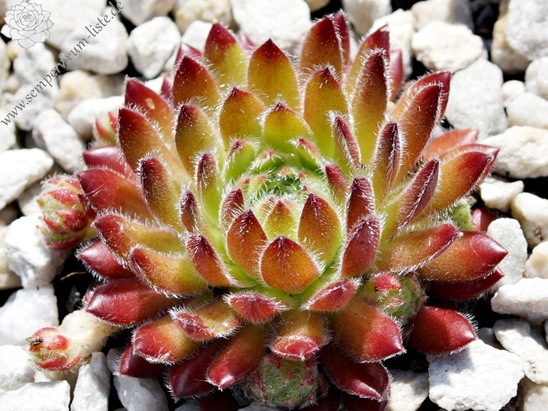 Apricot Blush