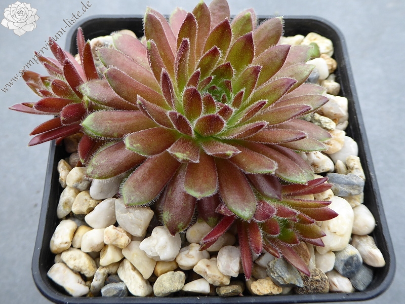 Apricot Blush