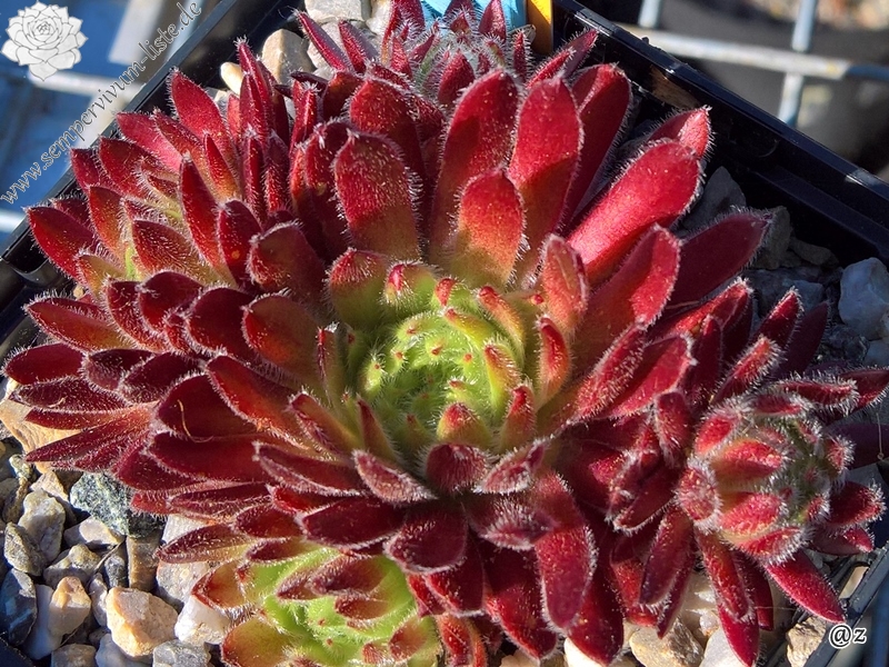 Apricot Blush