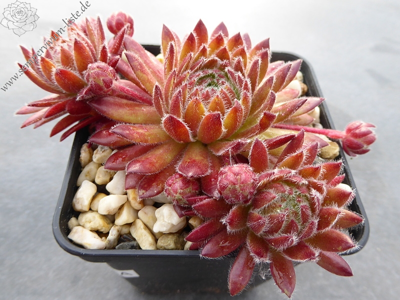 Apricot Blush