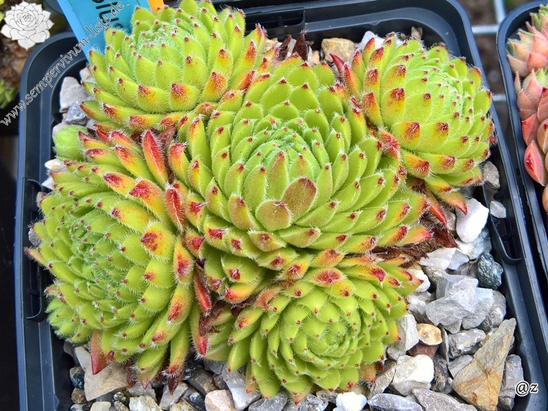 Apricot Blush