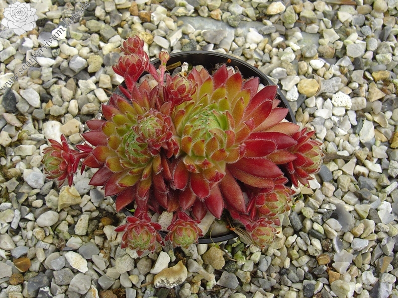 Apricot Blush
