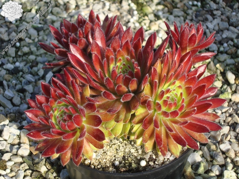 Apricot Blush