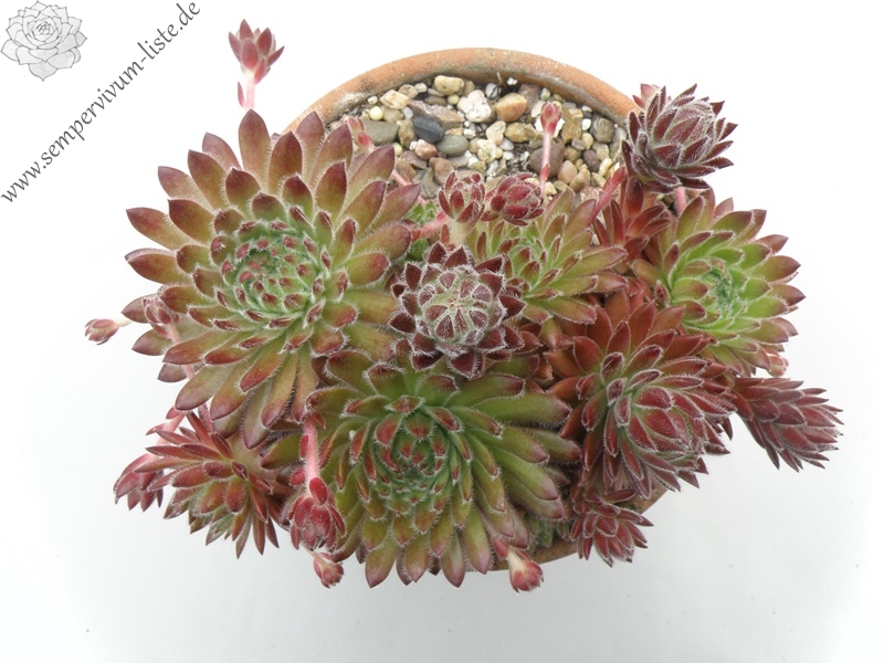 Apricot Blush