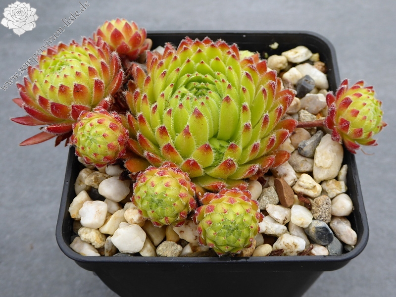 Apricot Blush