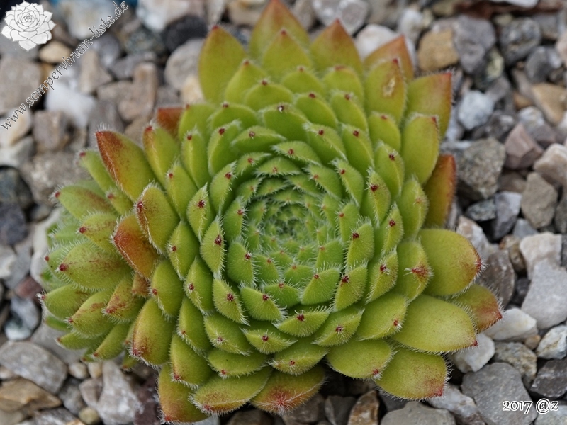 Apricot Blush