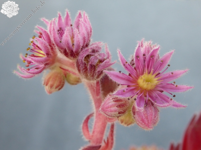 Apricot Blush