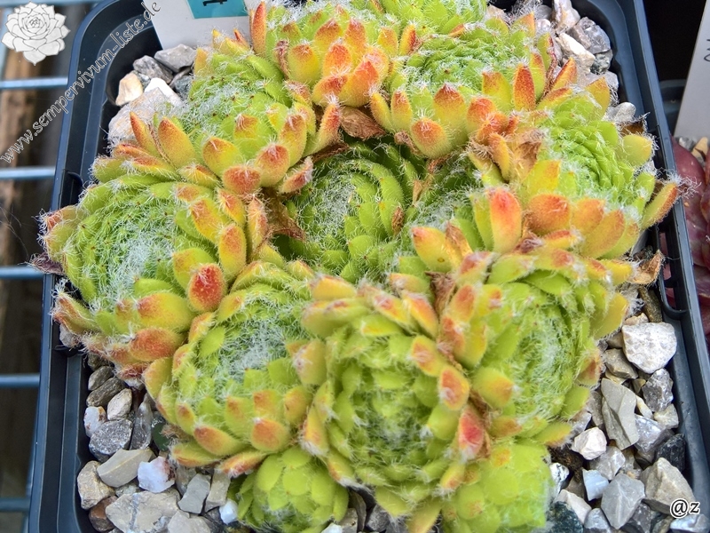 Apricot Dust