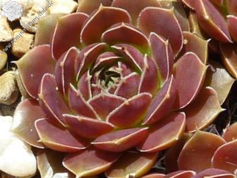 Aristobule / Jovi