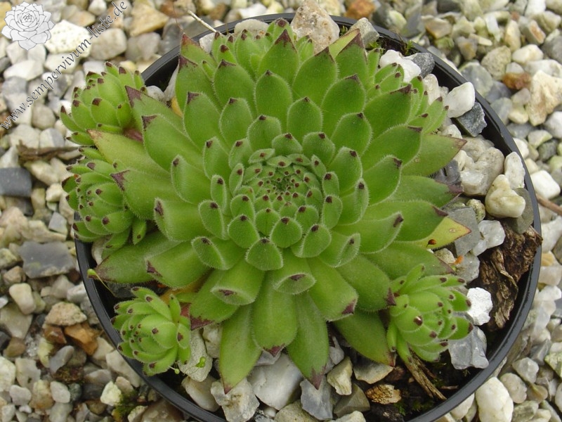 Arthurite