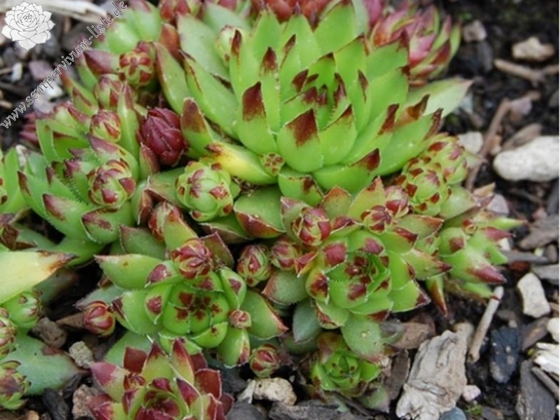 Astrid / Jovi ( II )