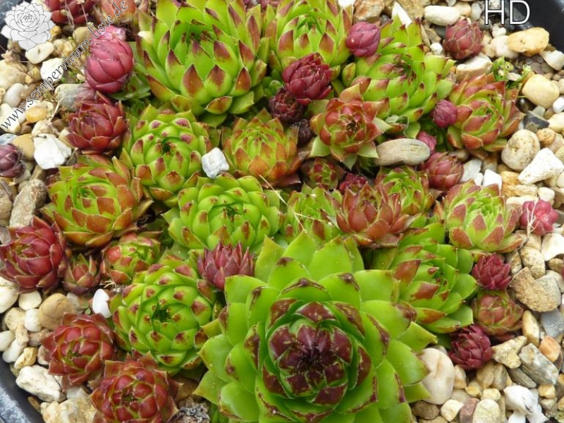 Astrid / Jovi ( II )