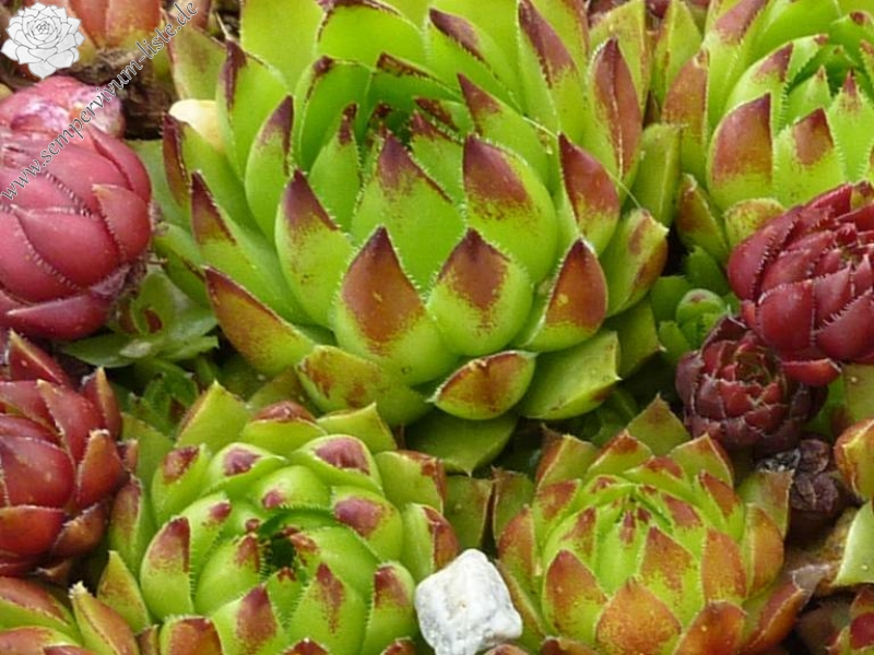 Astrid / Jovi ( II )