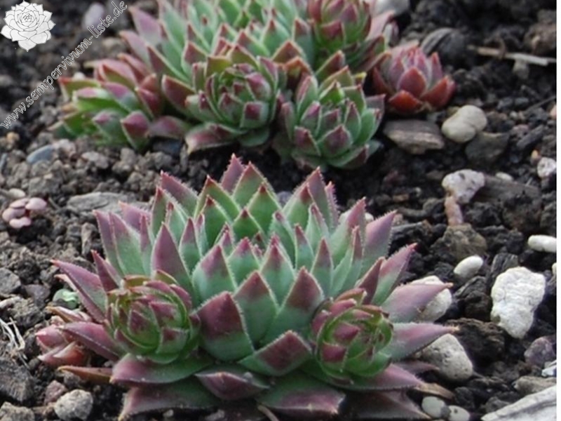 Astrid / Jovi ( II )