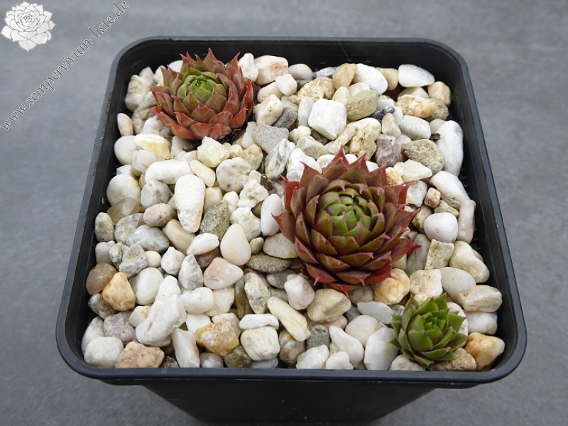 Atroviolaceum Heimlich