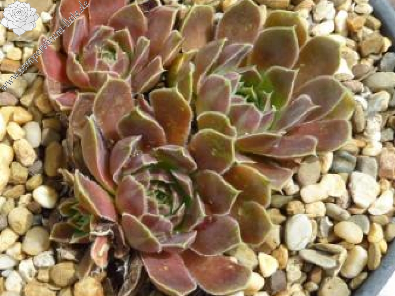 Avatsjinskaja Sopka / Jovi