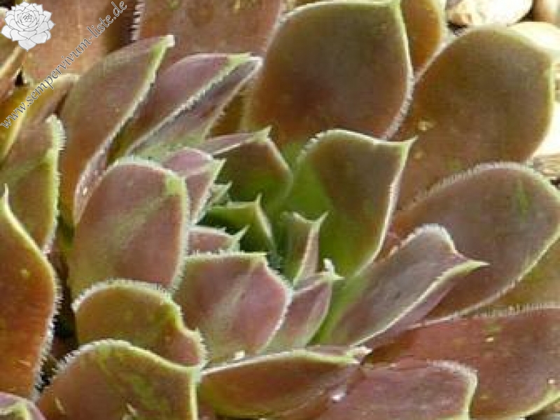 Avatsjinskaja Sopka / Jovi