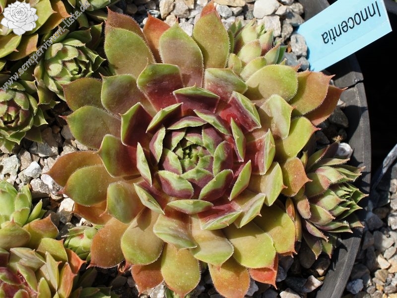 Innocentia