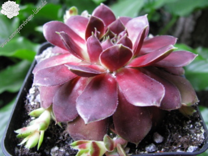 Innocentia