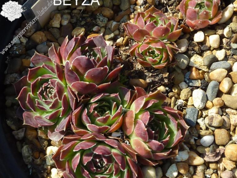 Beyza / Jovi