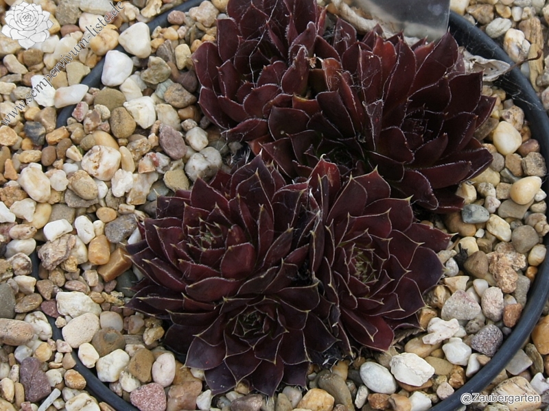 Bodmeier Beatrix / Jovi