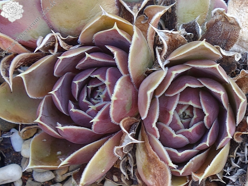 Bowl of Beauty / Jovi