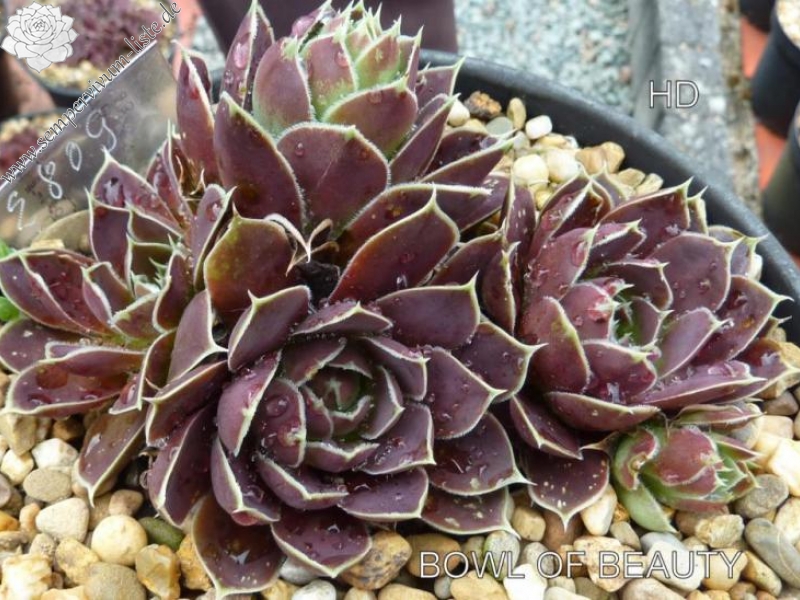 Bowl of Beauty / Jovi