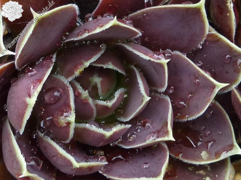 Bowl of Beauty / Jovi