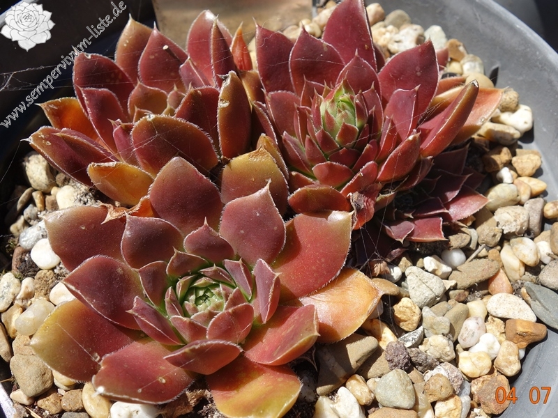 Britney / Jovi