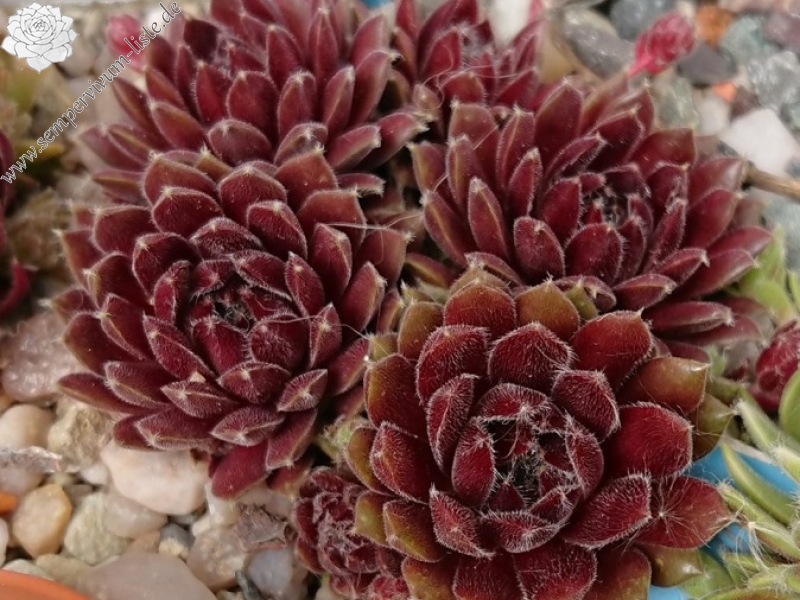 Crests Pink and Green