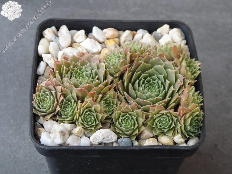 Crests Pink and Green