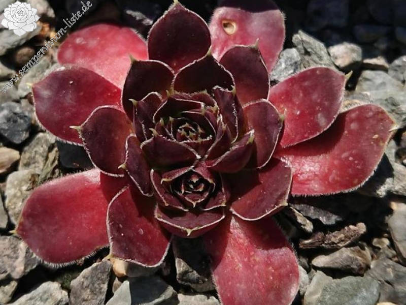 Crystal Palace / Jovi