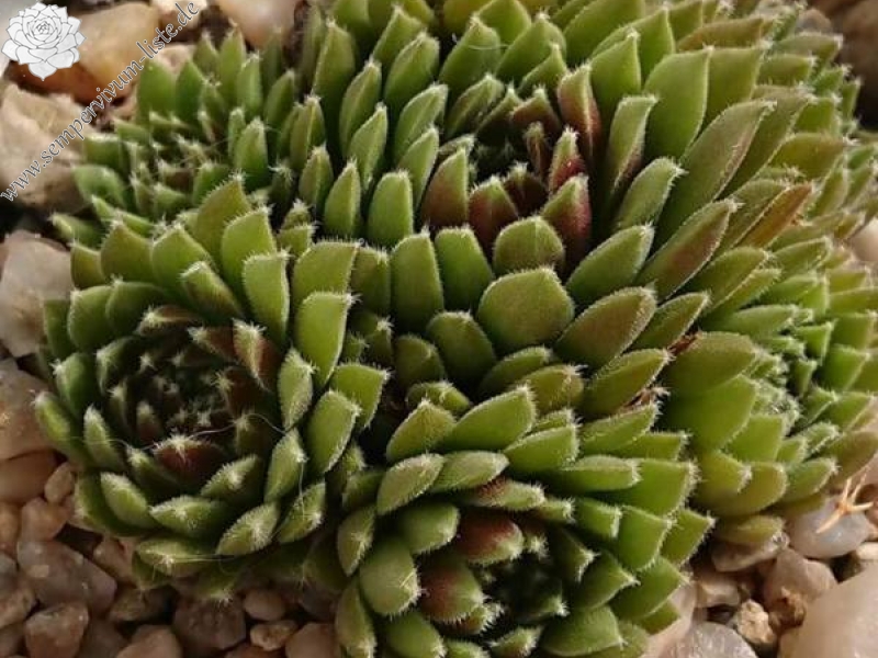 Crests Pink and Green